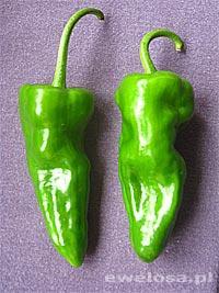 Zielone chili - bardzo ostre